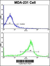 SERPINA9 Antibody