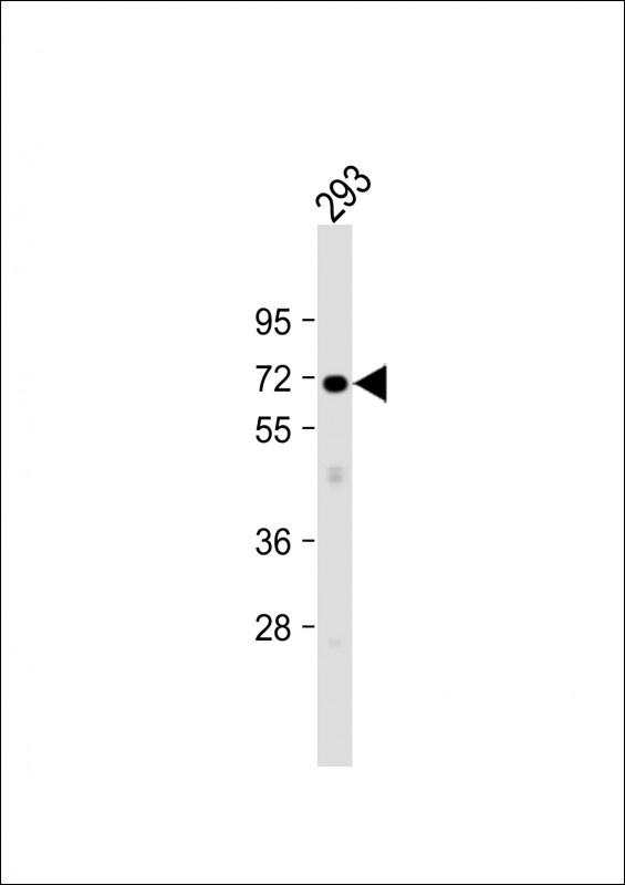 PLCZ1 Antibody