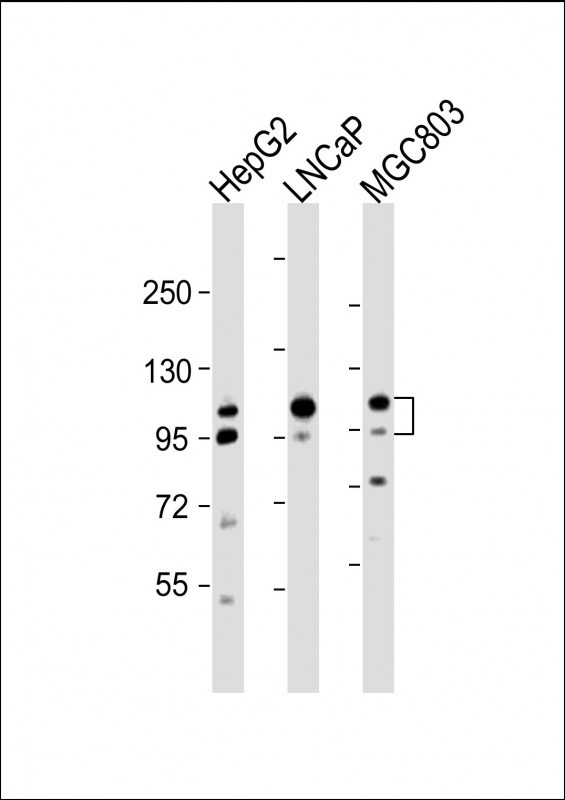 ANO7 Antibody