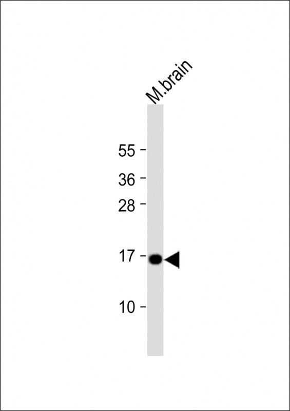 CPLX1 Antibody