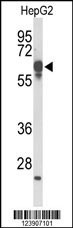 FBXL5 Antibody