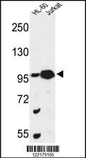 CSPP1 Antibody