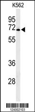 GPR50 Antibody