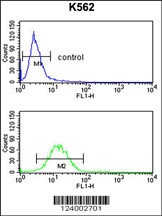 GPR50 Antibody