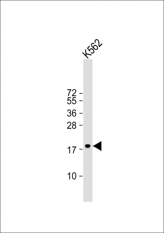 TSPAN2 Antibody