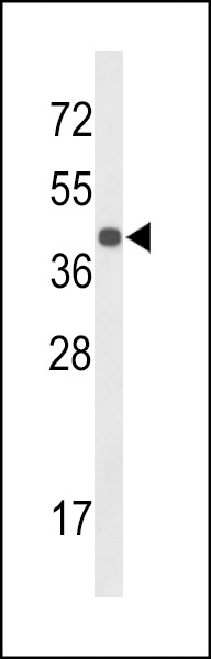 CENPK Antibody