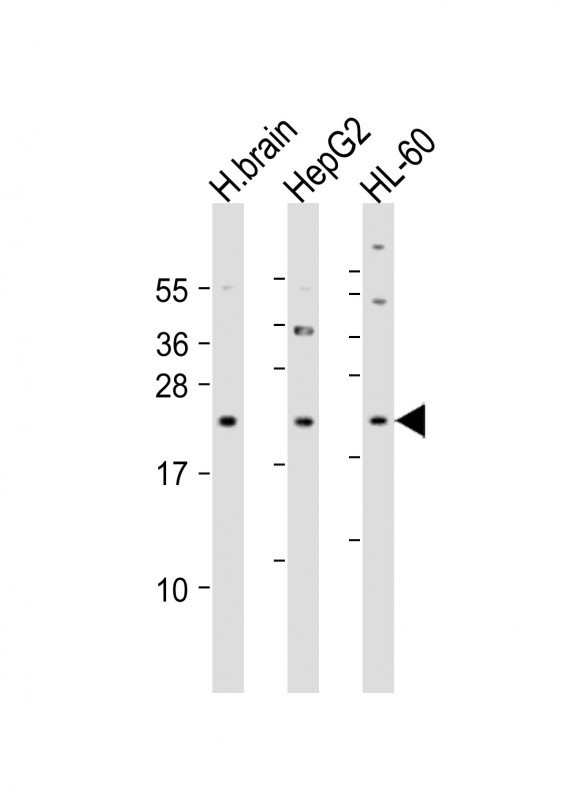 PNOC Antibody