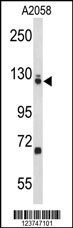 EFTUD2 Antibody