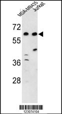 DOS Antibody