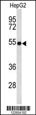 EFEMP2 Antibody