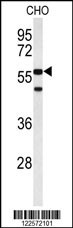 ACTR5 Antibody