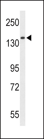 RECK Antibody