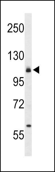 ITGA6 Antibody