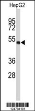 WDR37 Antibody
