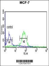 WDR37 Antibody