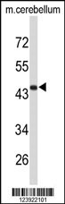 FMOD Antibody