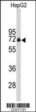 FBXO3 Antibody