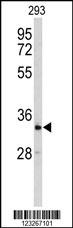 CRELD2 Antibody