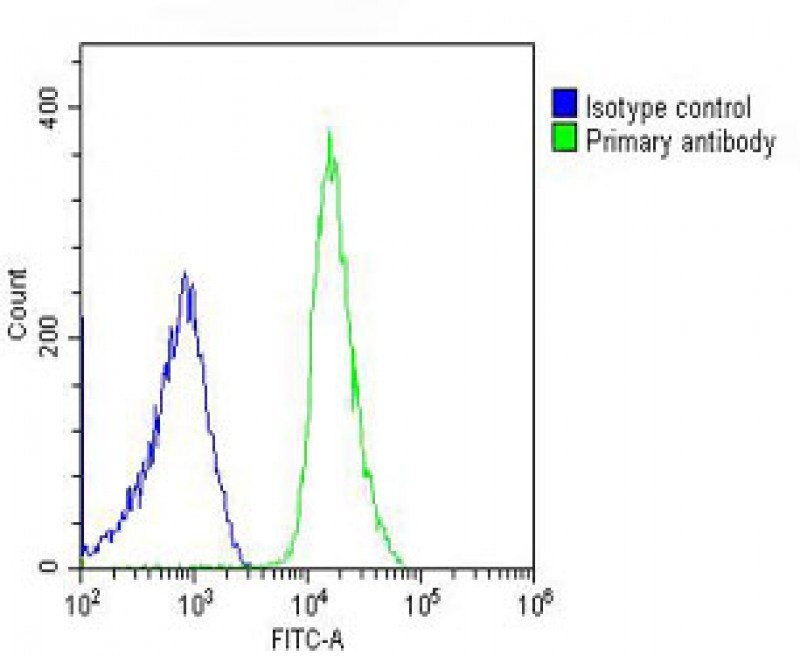 CDC73 Antibody