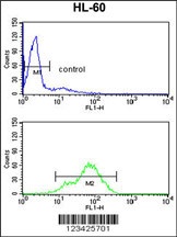 BAHD1 Antibody