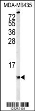 COX6A1 Antibody