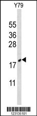 CIRBP Antibody