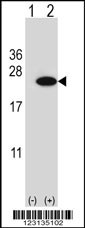 CIRBP Antibody