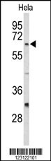 CDC20 Antibody