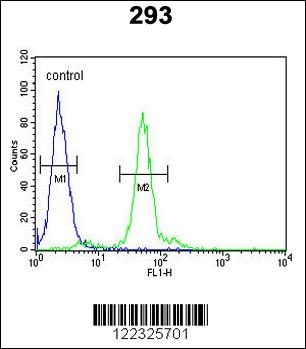 LOX Antibody