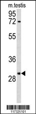 RPA2 Antibody