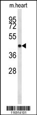 CDK19 Antibody