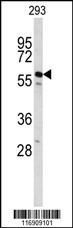 CDC14B Antibody