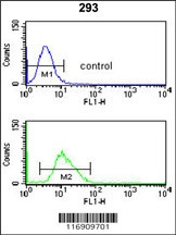 CDC14B Antibody
