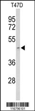 ACR Antibody