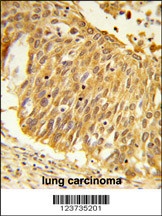 EEFSEC Antibody