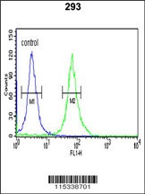 PKM Antibody