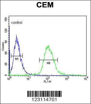 UTY Antibody