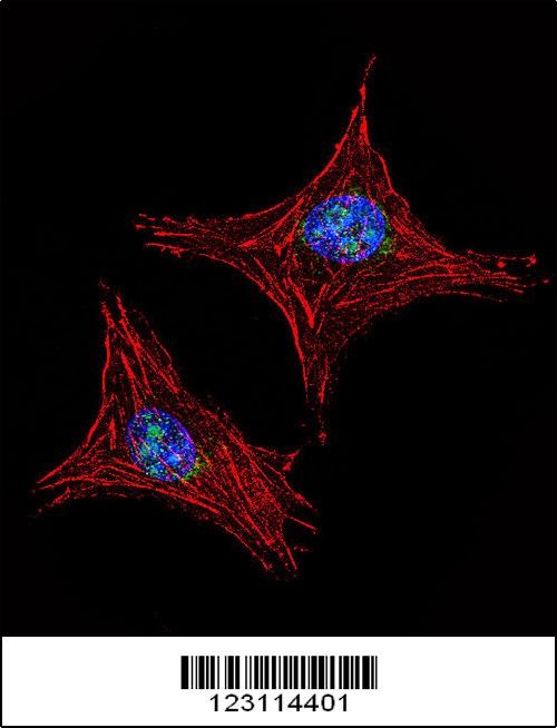 UTY Antibody