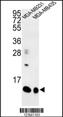 SPRR1B Antibody