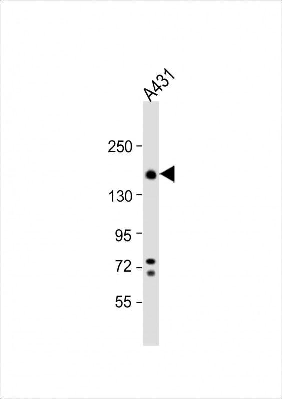 ITGA2 Antibody