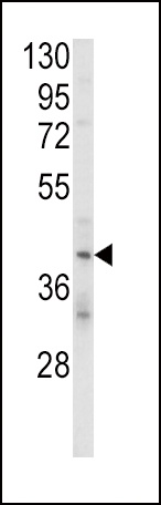 KIR2DL4 Antibody