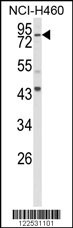 SPG20 Antibody