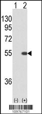 STK40 Antibody