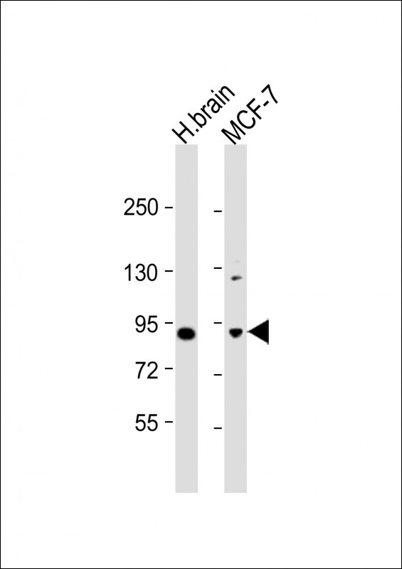 MAPK8IP1 Antibody