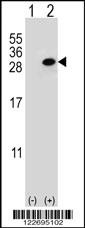 CLTA Antibody
