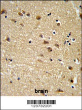 EDIL3 Antibody