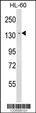 LY75 Antibody