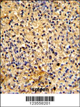 LY75 Antibody