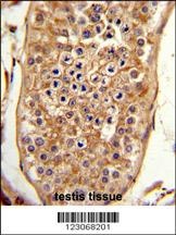 NPAP1 Antibody