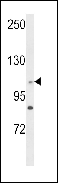 CEP128 Antibody